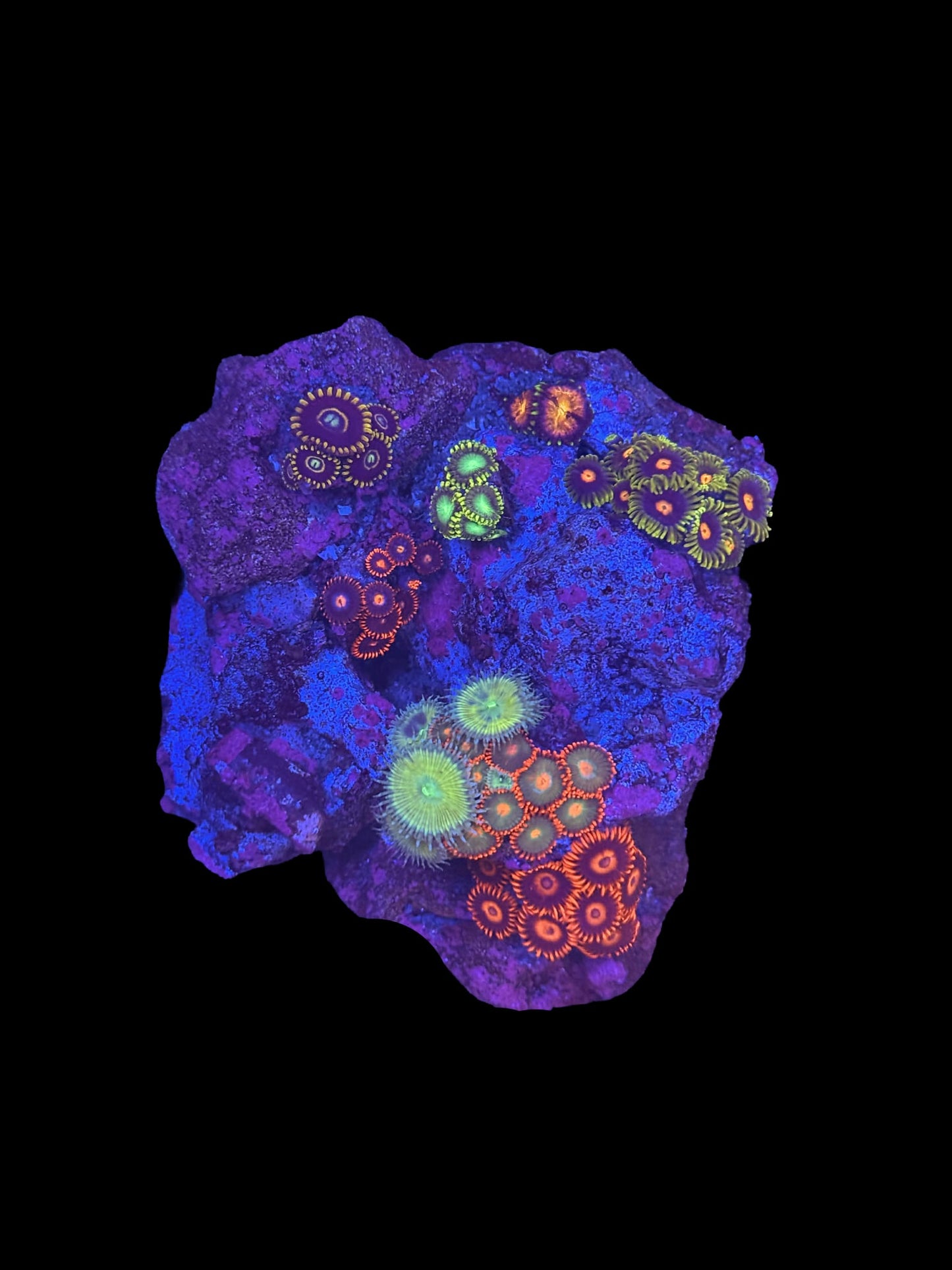 Zoa Garden #2