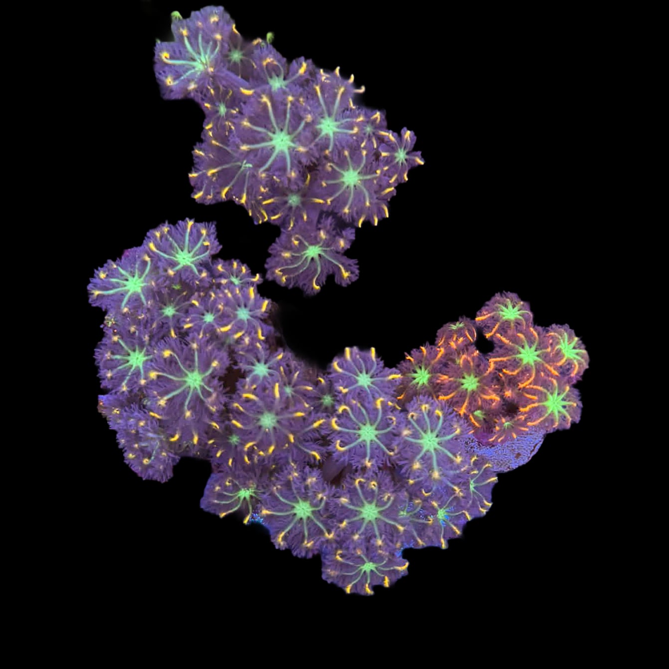 Assorted Rainbow Clove Polyp
