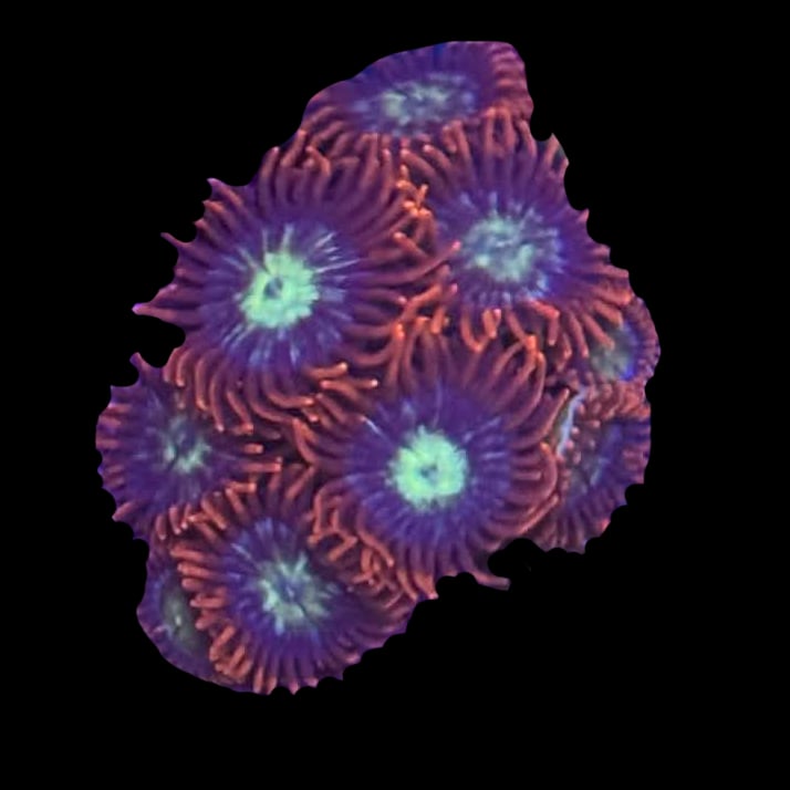 Alpha Omega Zoa