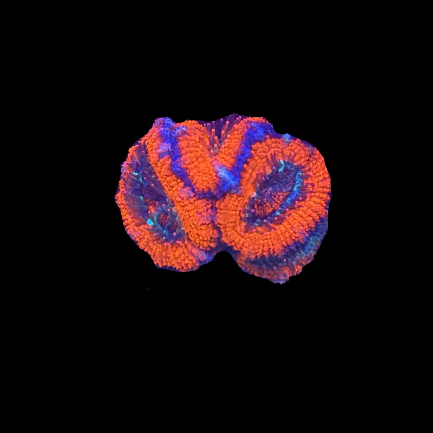 Orange Oxide Acan