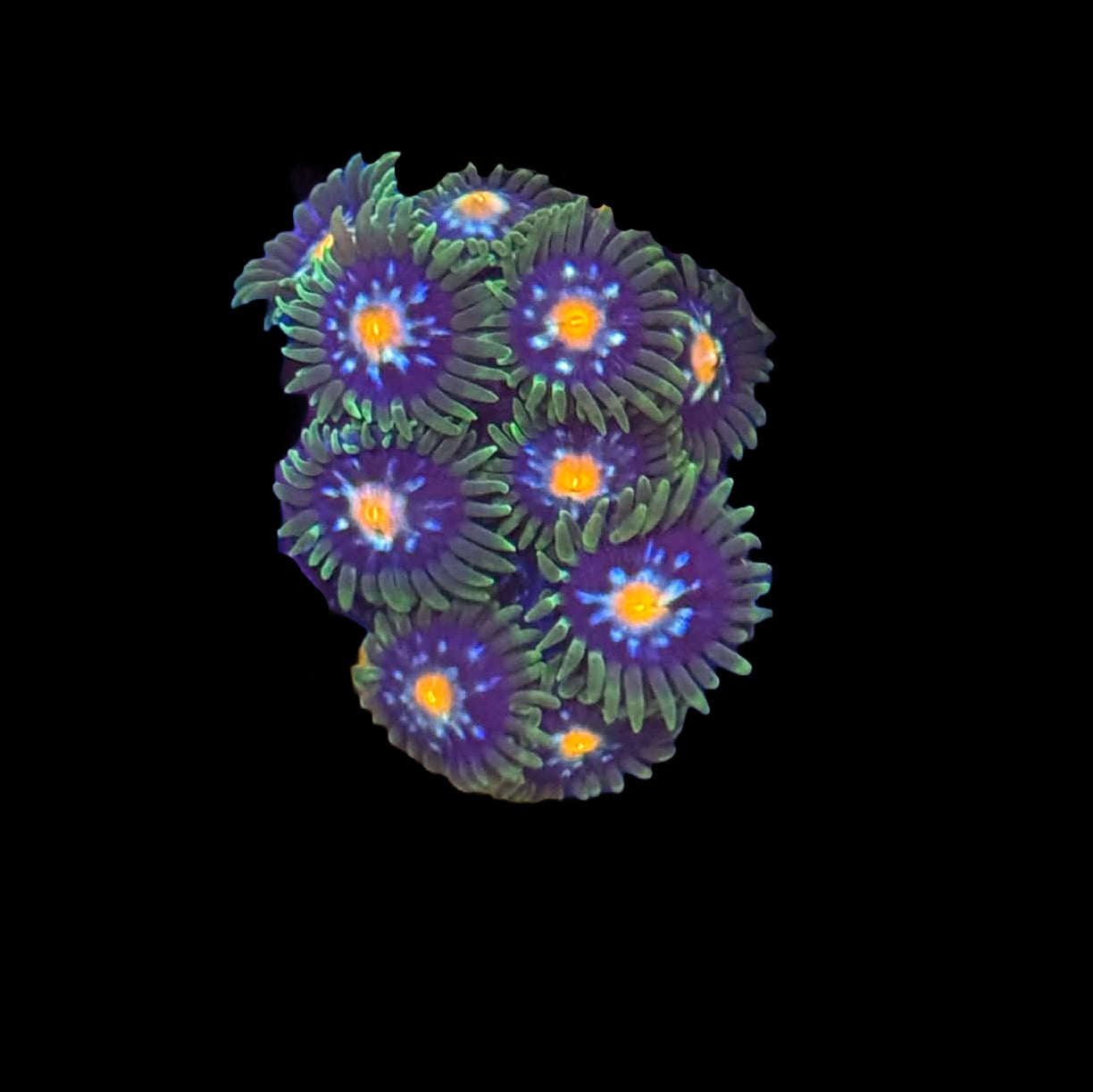 JF Stargazer Zoa