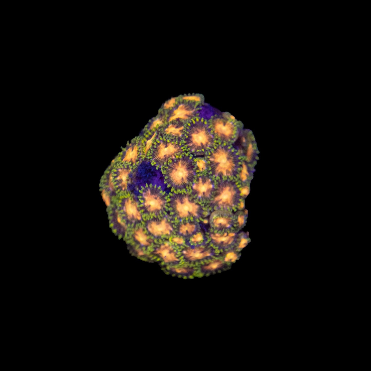 TSA Lady Hydra Dragon Zoa
