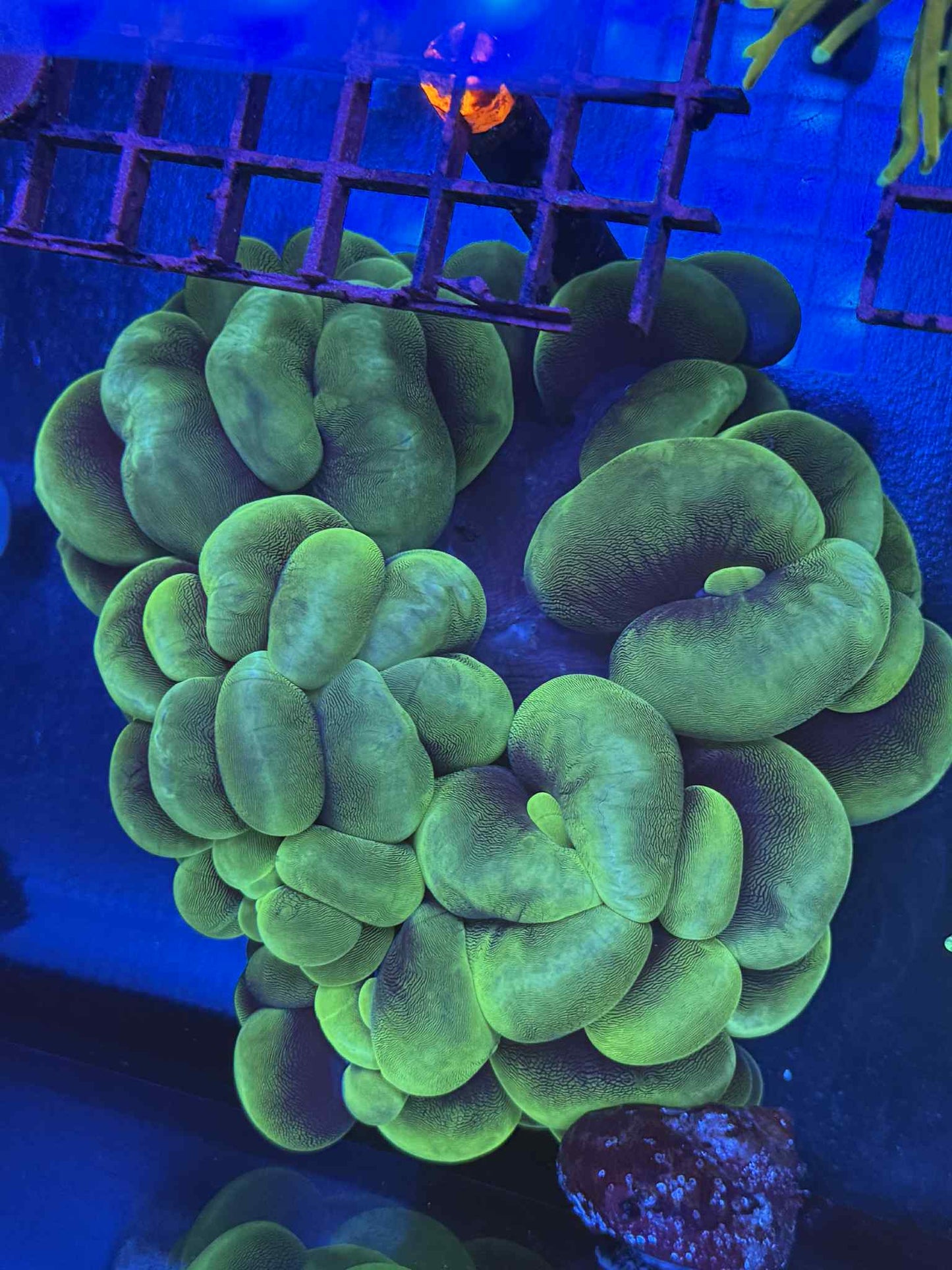 Bubble Coral Colony (Big)
