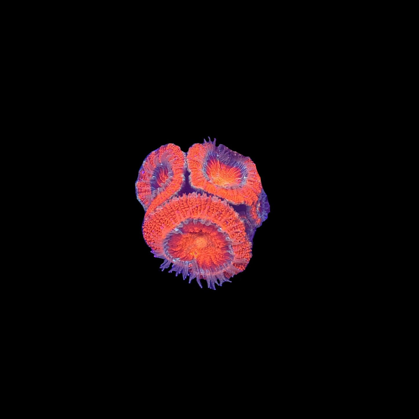 Orange Acan