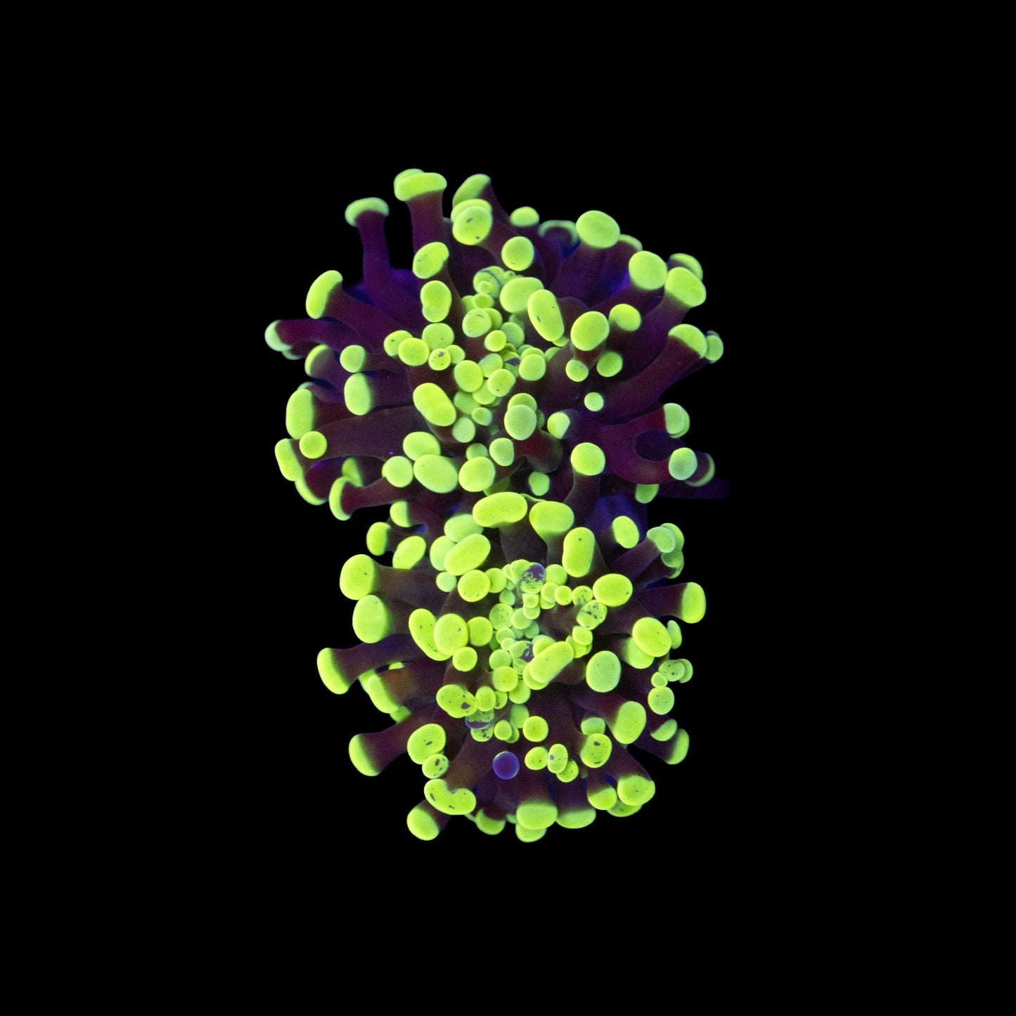 Green Speckled Hammer