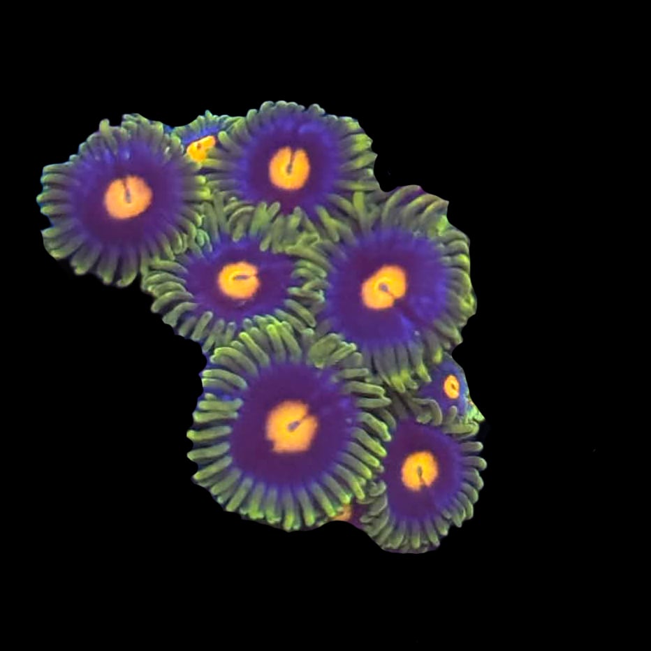 Blow Pop Zoa