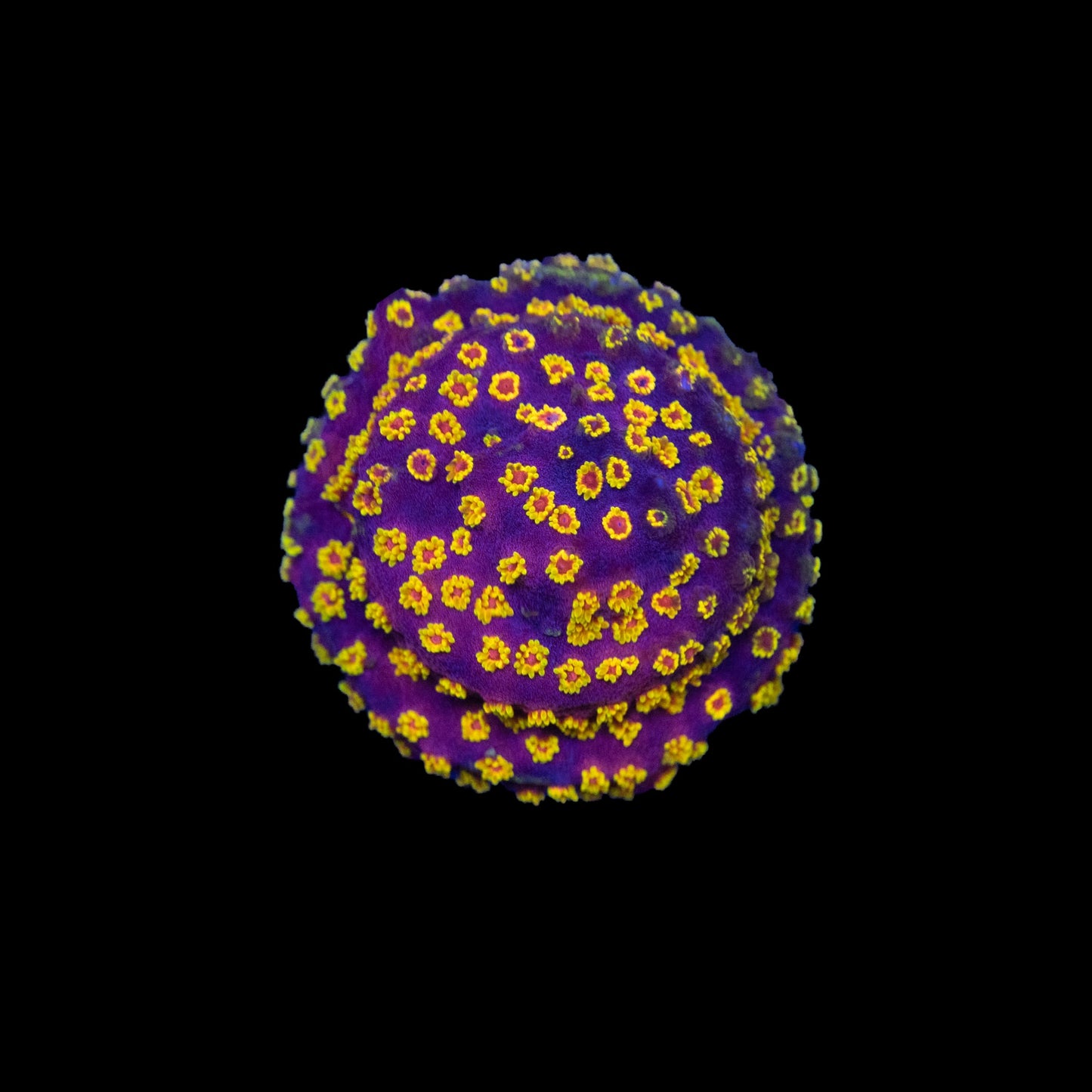 Firewalker Cyphastrea