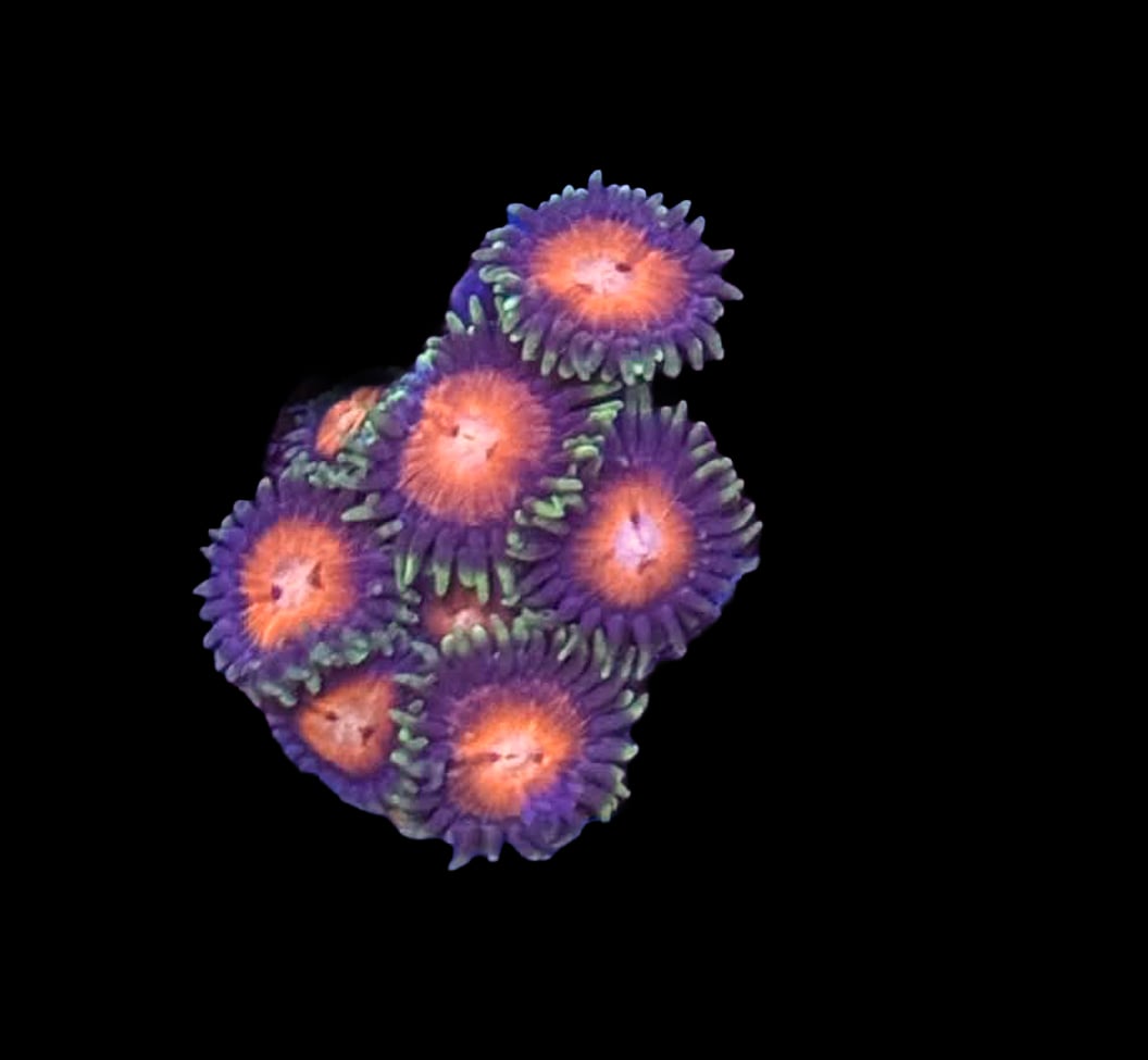 Royal Ember Zoa