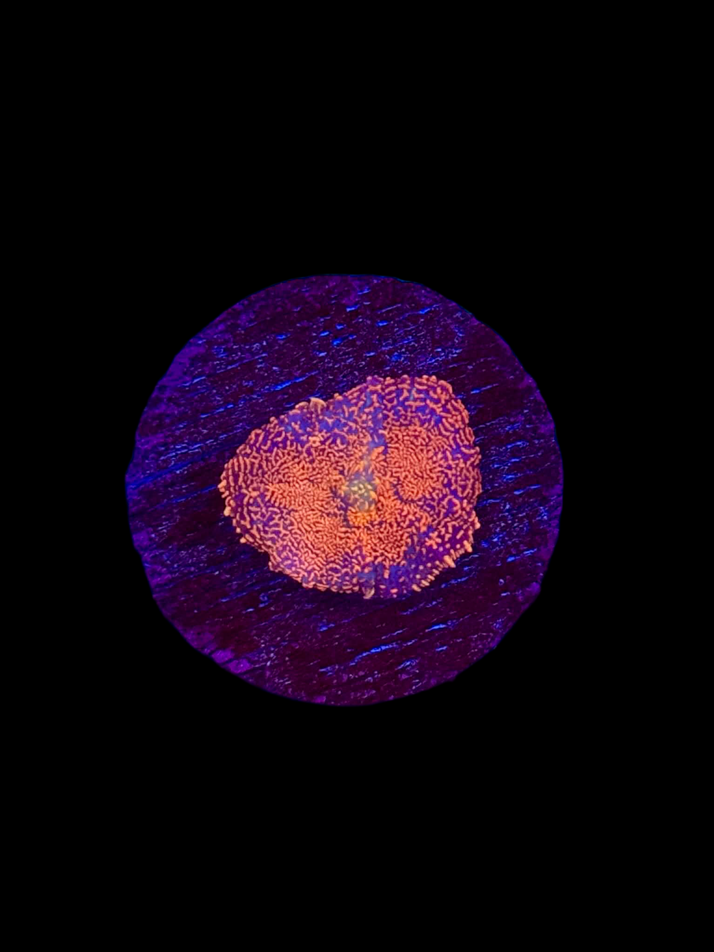 Inferno Mushroom - WYSIWYG