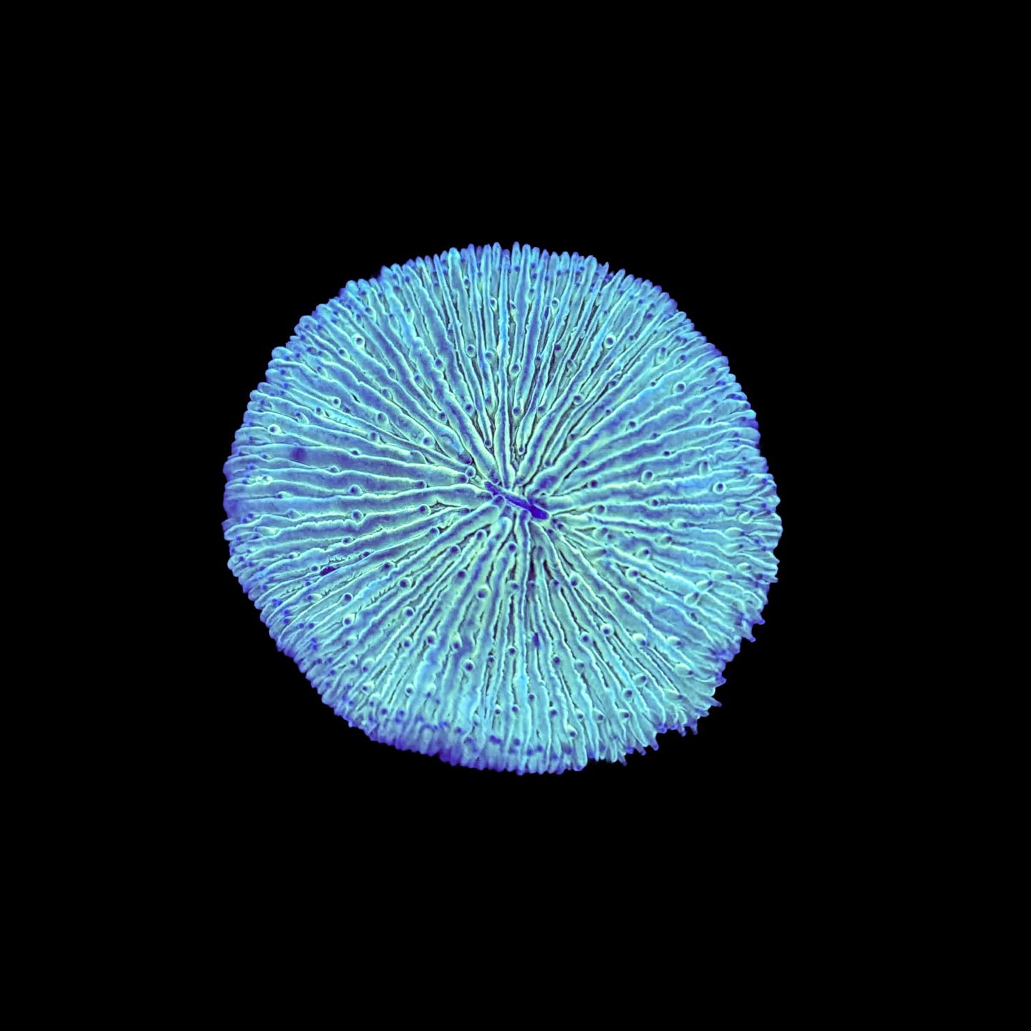 Green Plate Coral