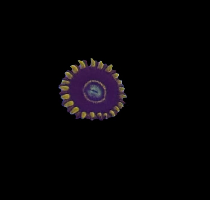 Blue Hornet Zoa