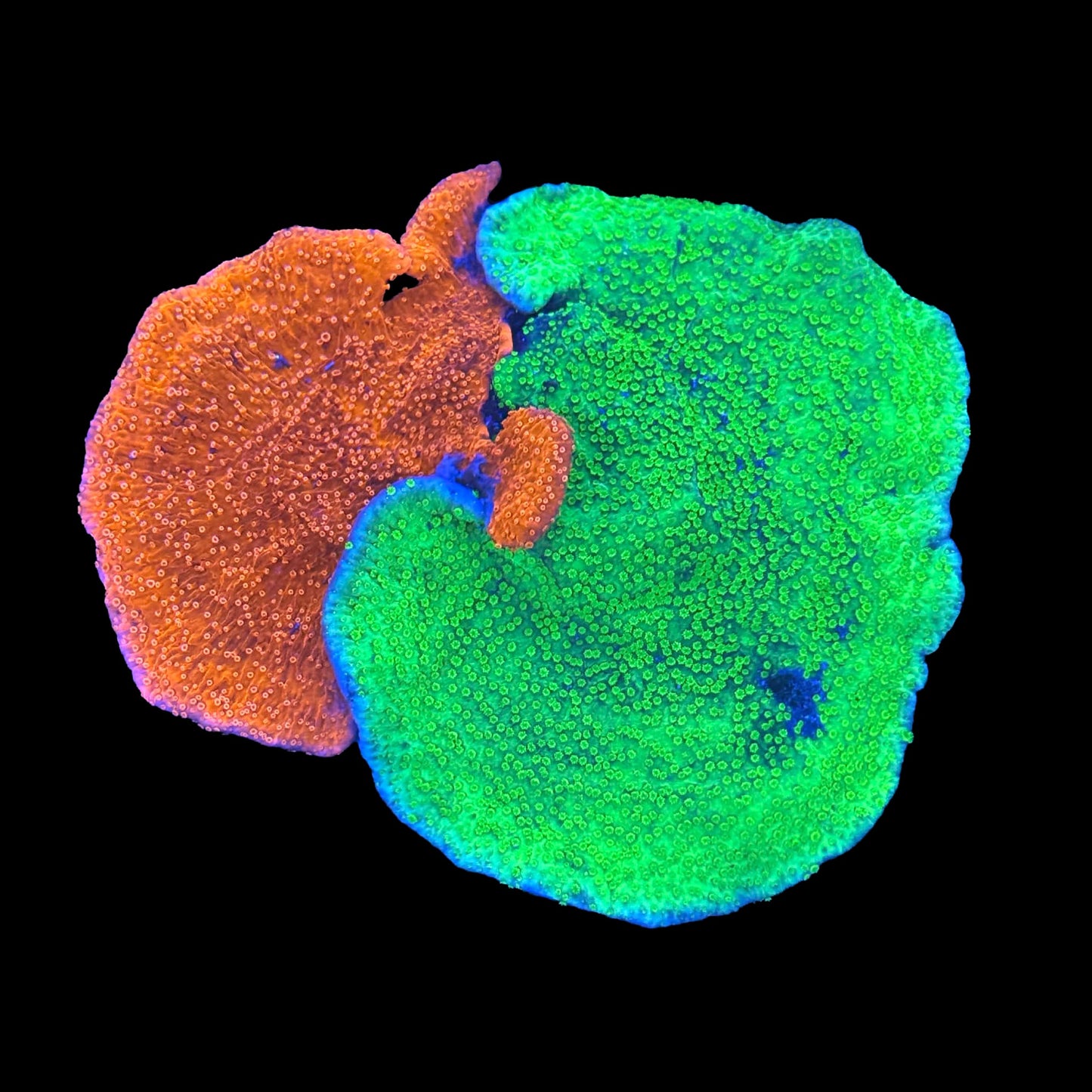 Red & Green Montipora Colony
