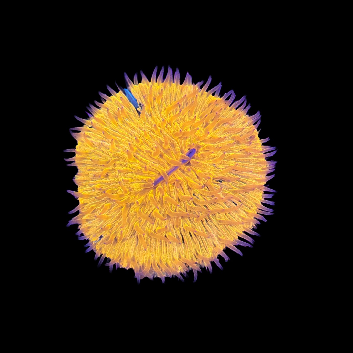 Orange Plate Coral