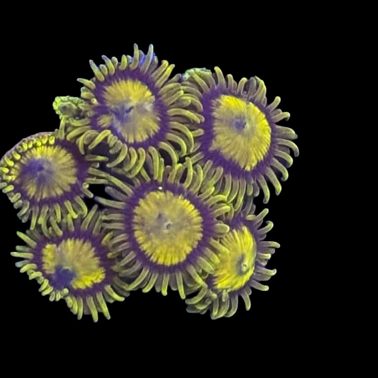 King Midas Zoa