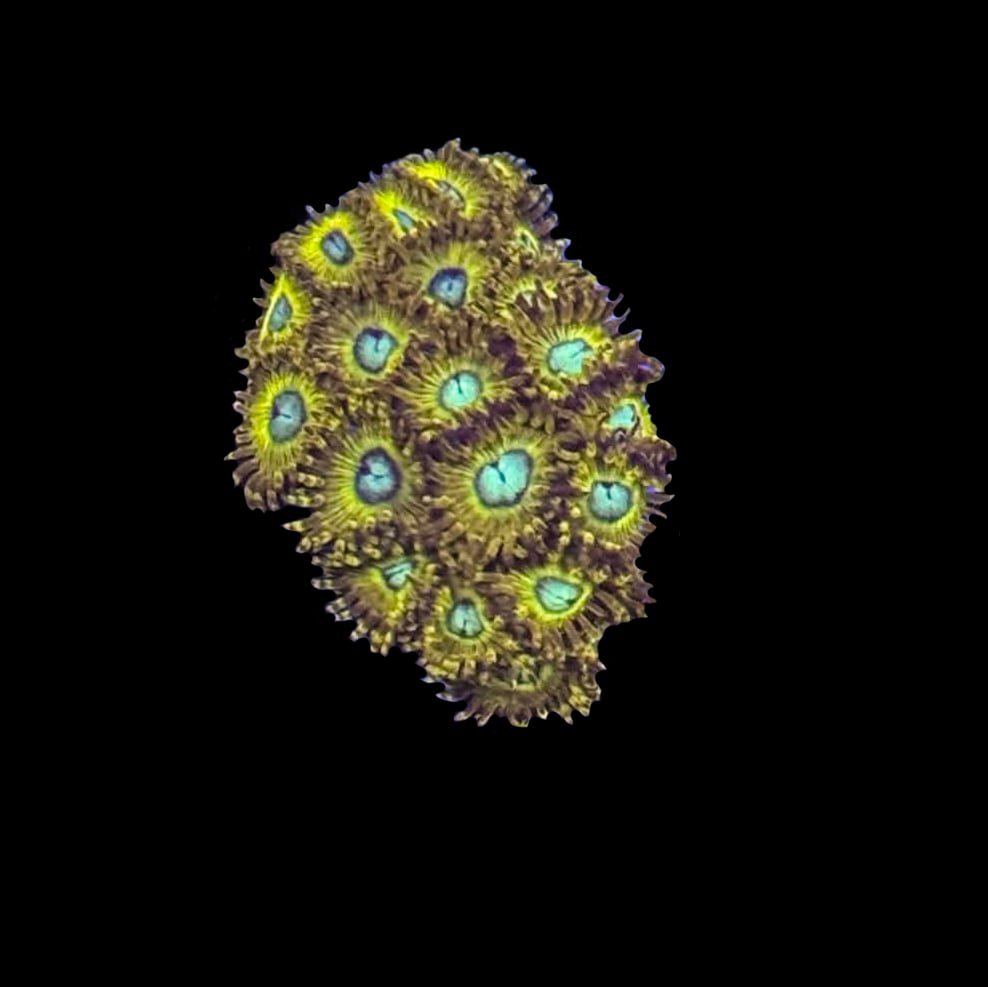 Pickachu Zoa