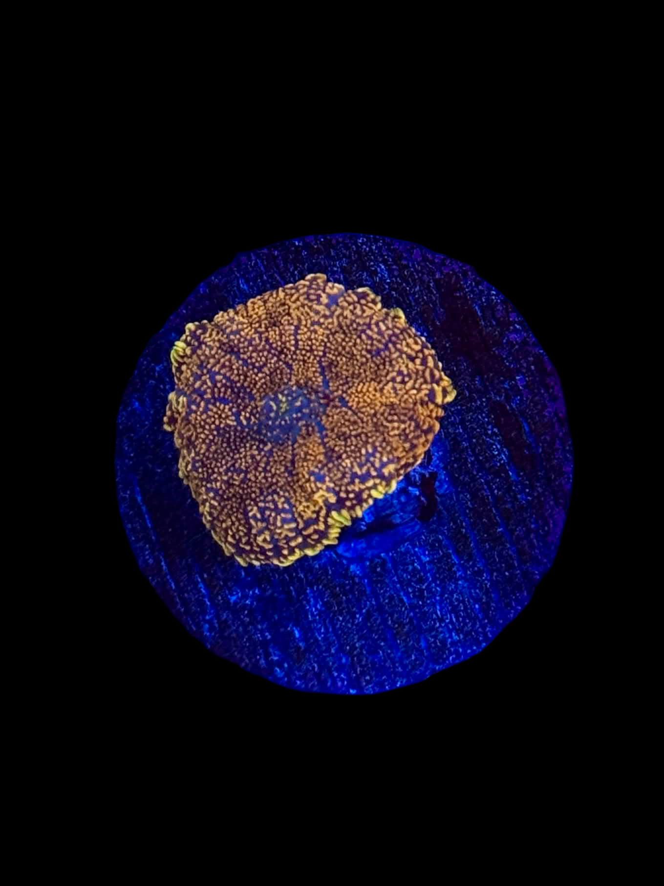 Golden Hour Mushroom - WYSIWYG