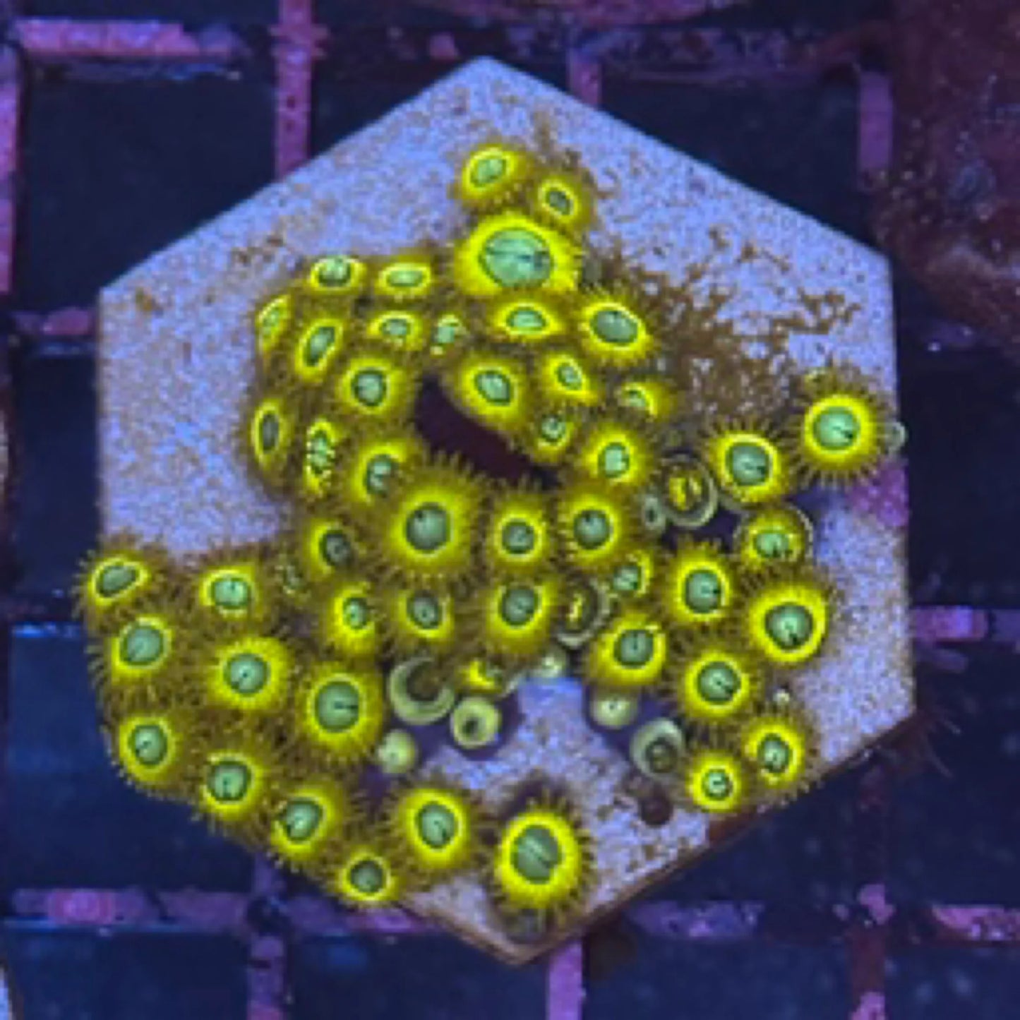 Pikachu Zoa