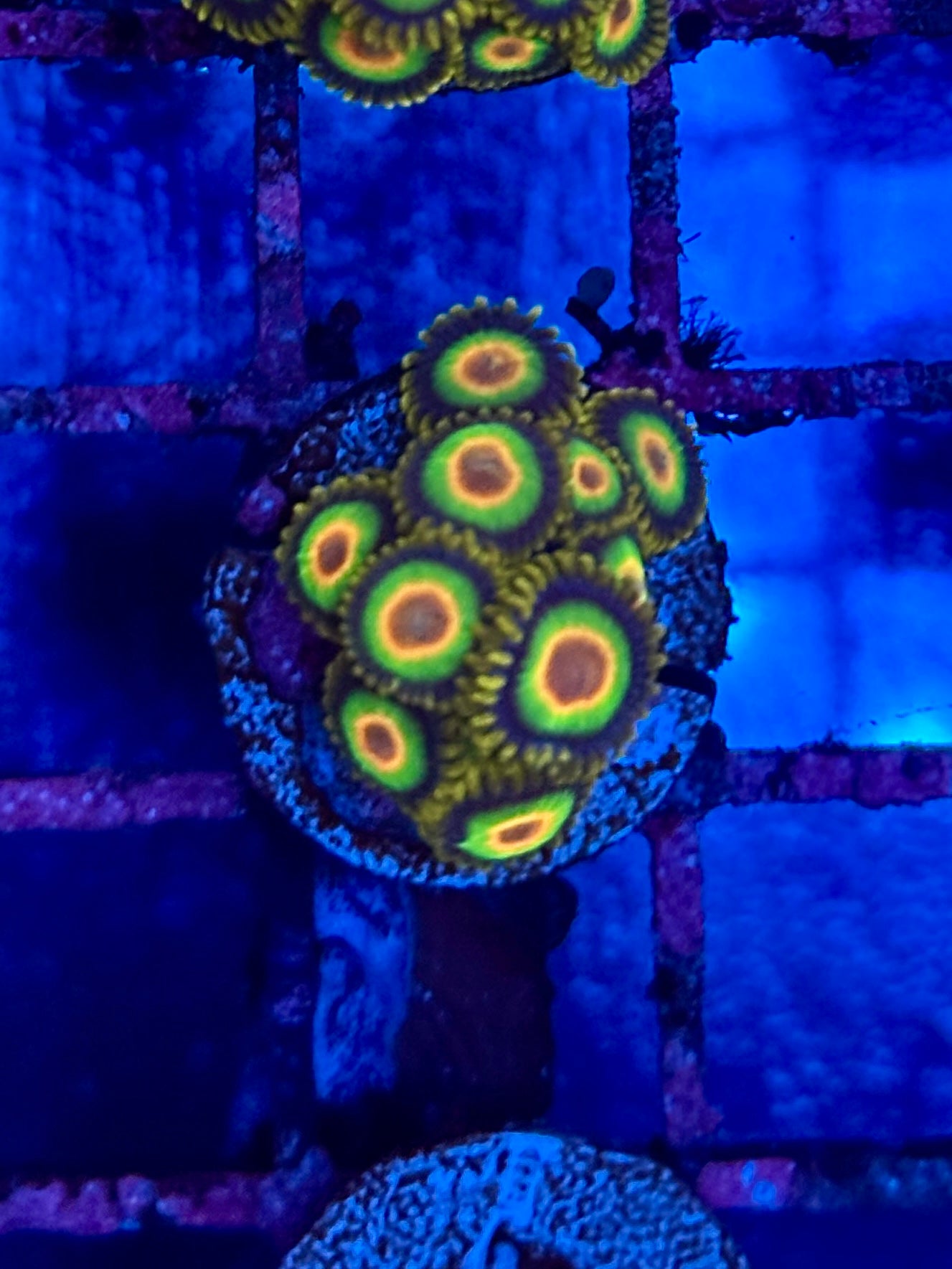 Rasta Zoa