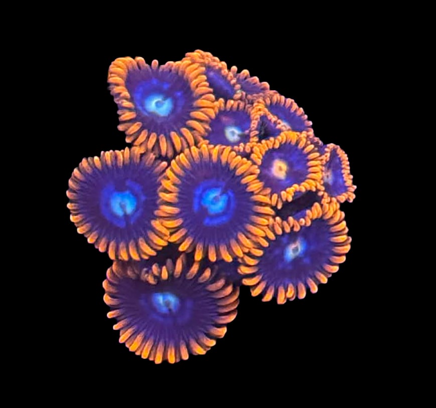 Tequila Sunrise Zoa