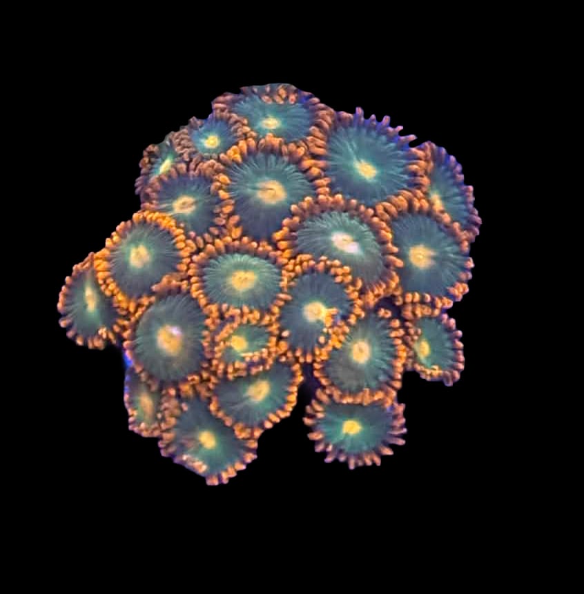 Gatorade Zoa