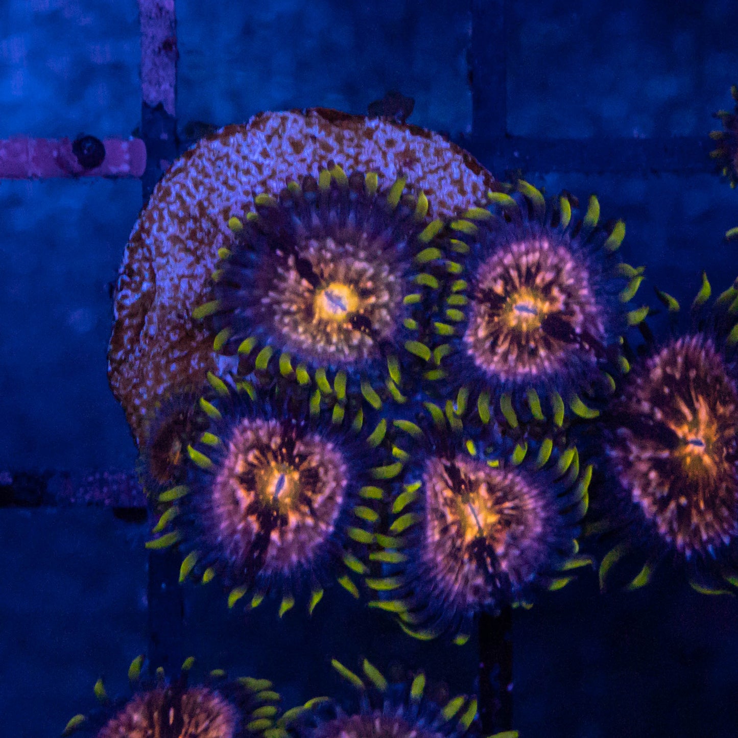 Nirvana Zoa