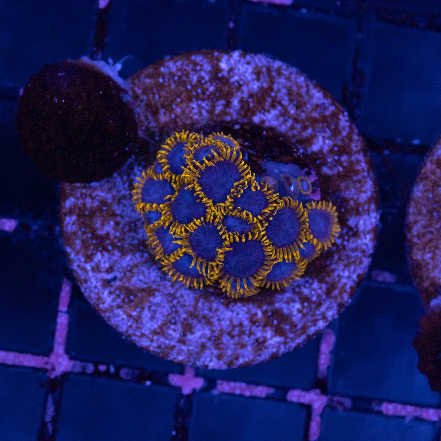 Avatar beast Zoa