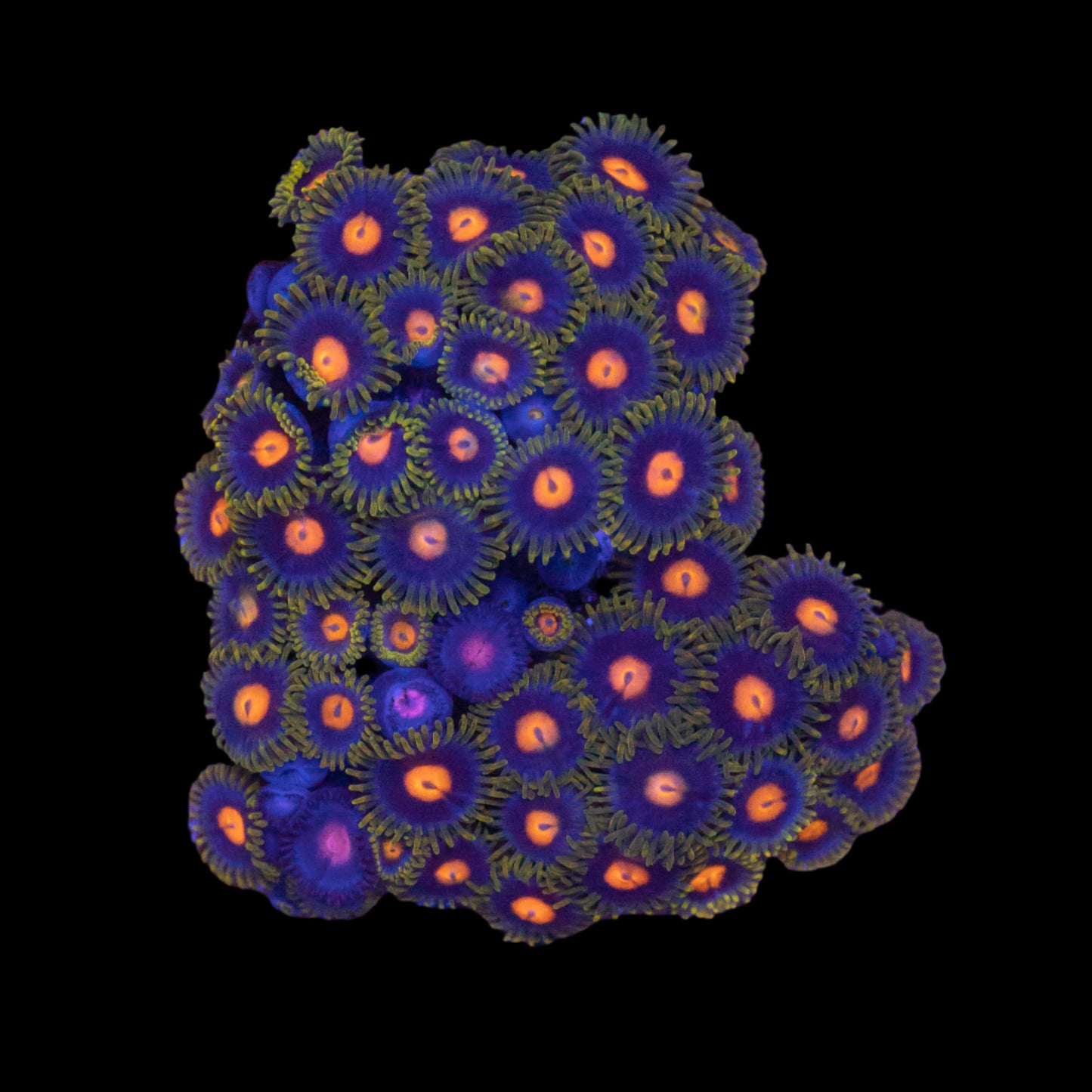 Blow Pop Zoa