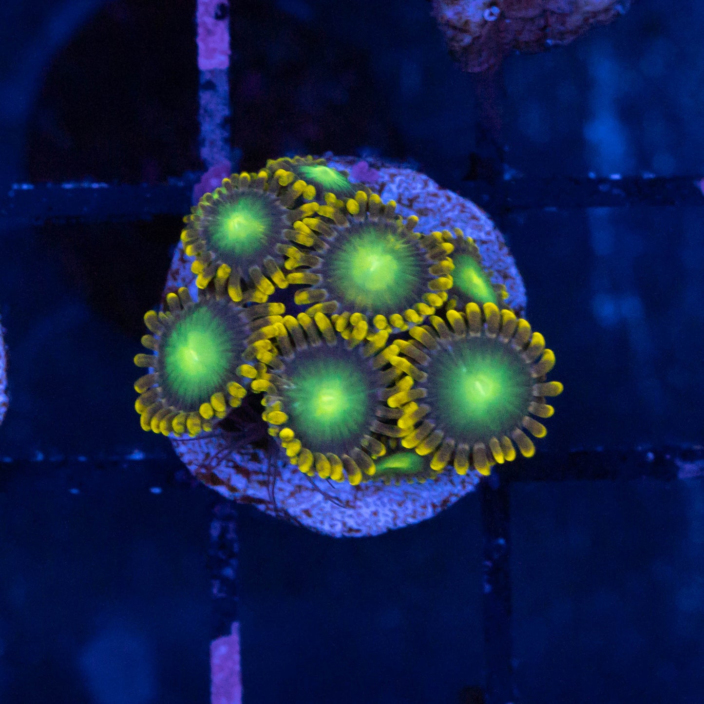 Radio Active Dragon Eye Zoa