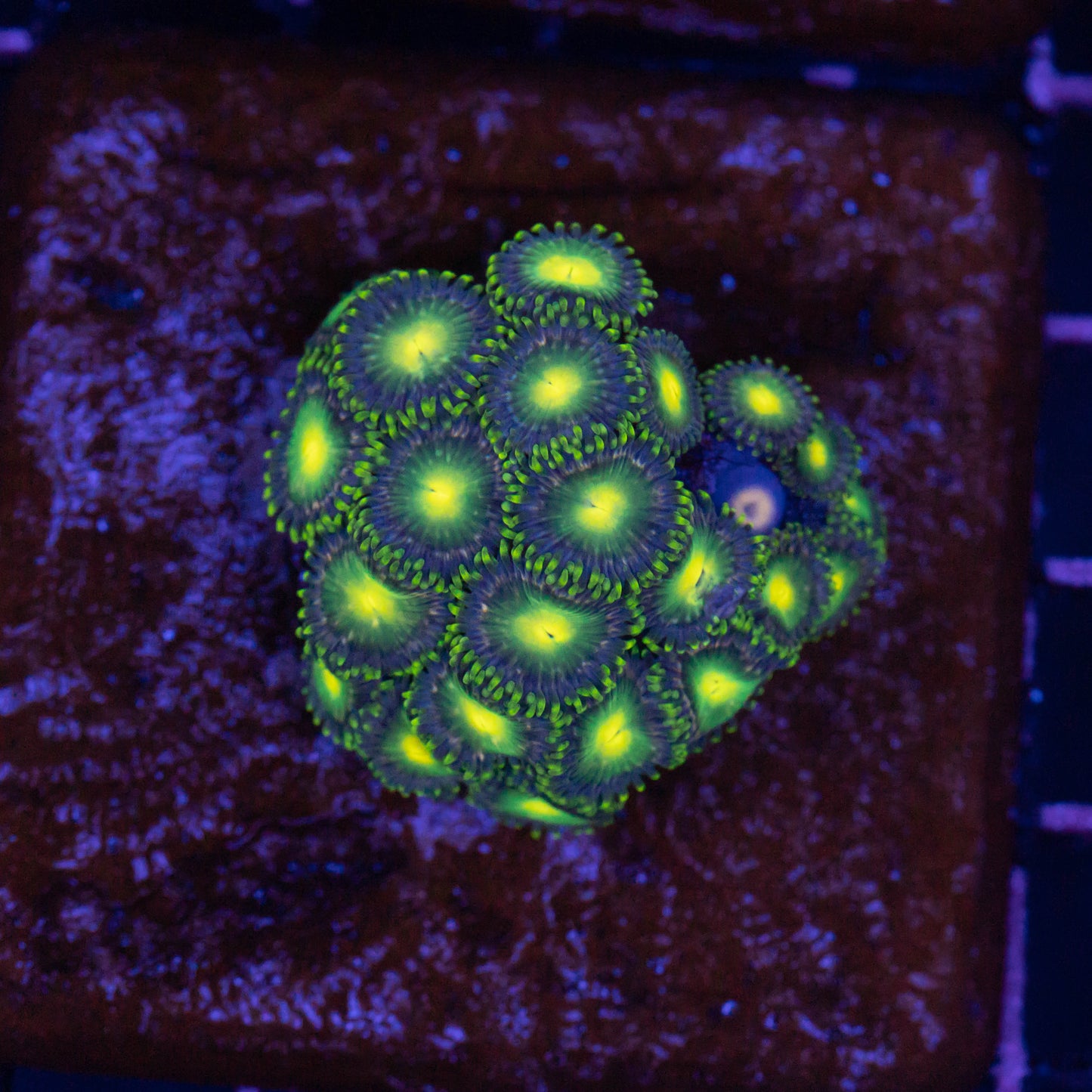 Green Dragon Eye Zoa