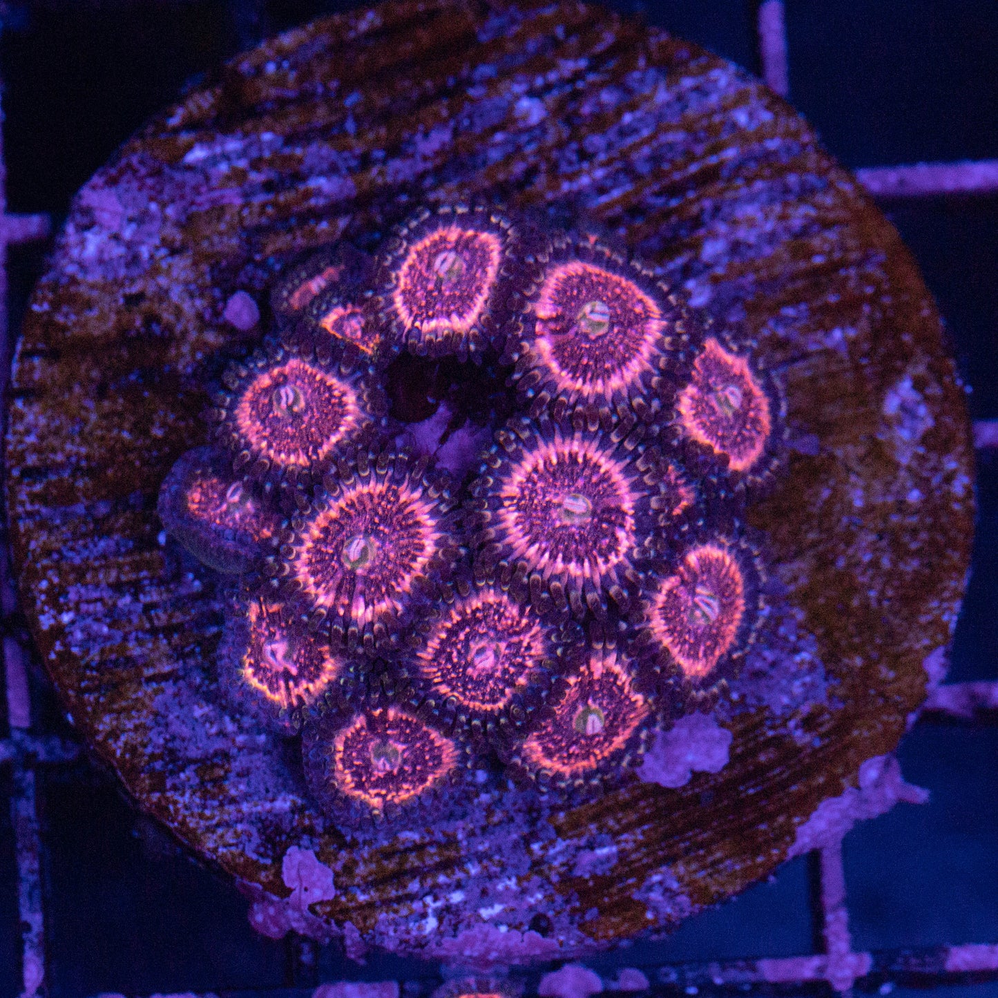 Pink Zipper Zoa