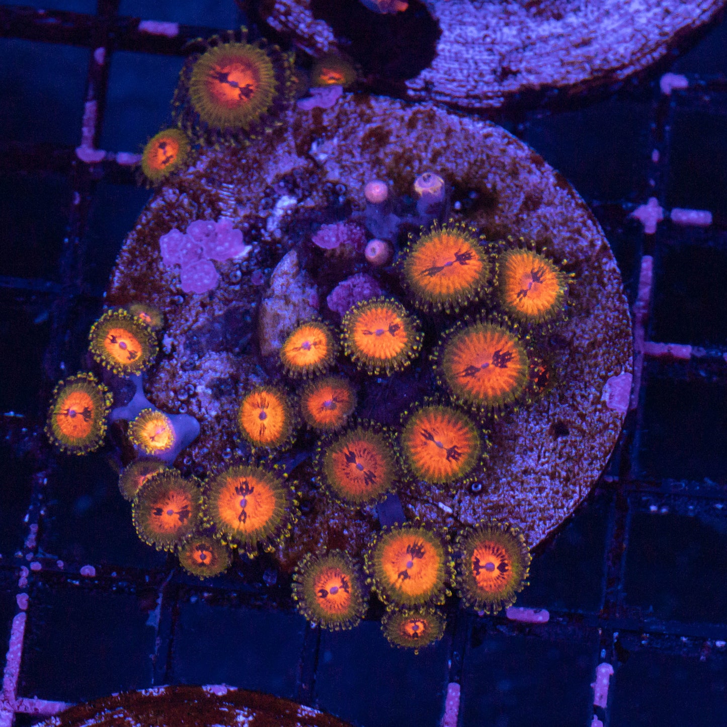 Bow Tie Blasters Zoa