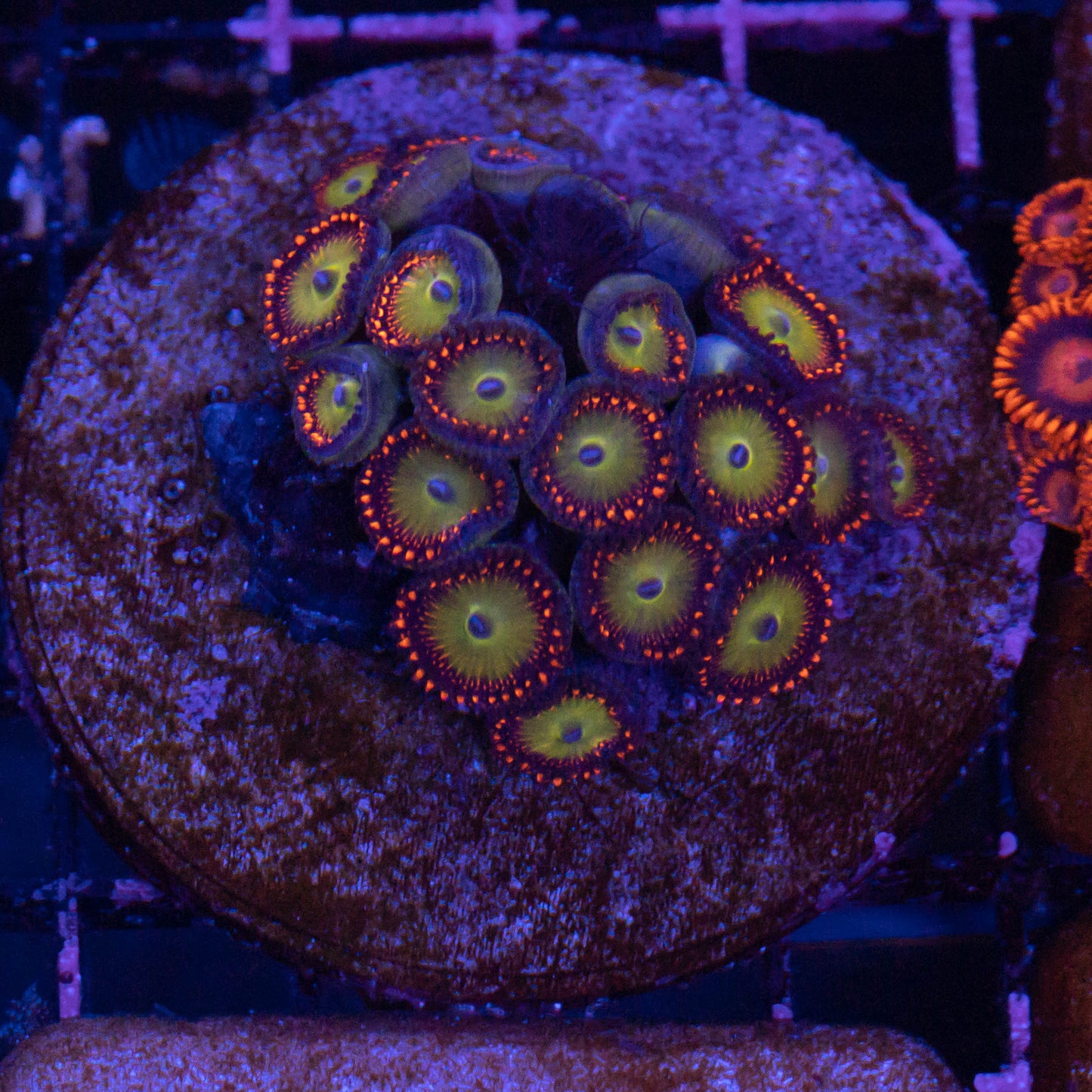 Candy Apple Zoa
