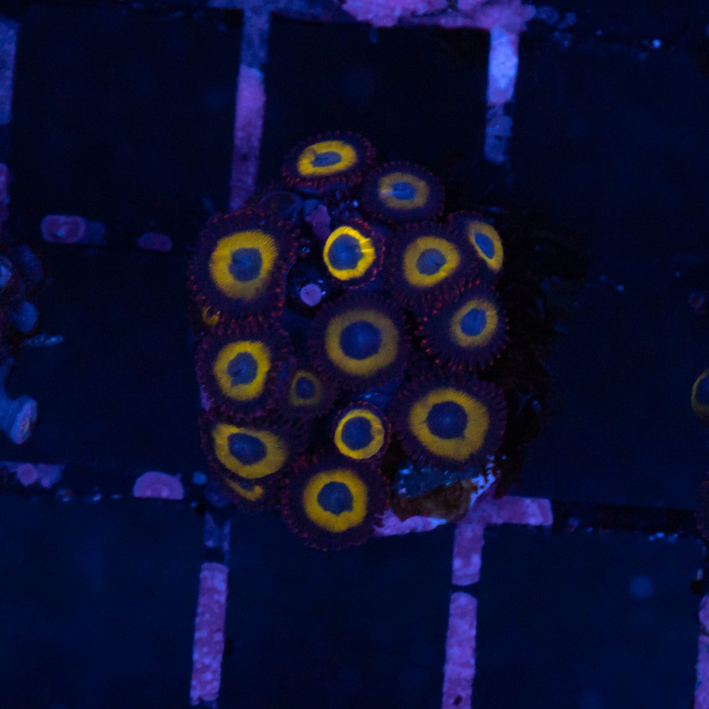 Belladona Zoa