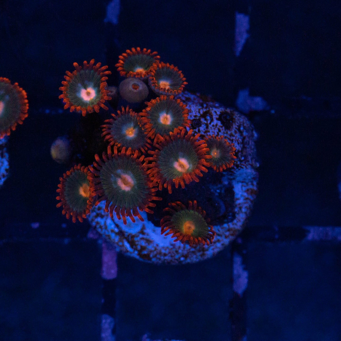 Gatorade Zoa