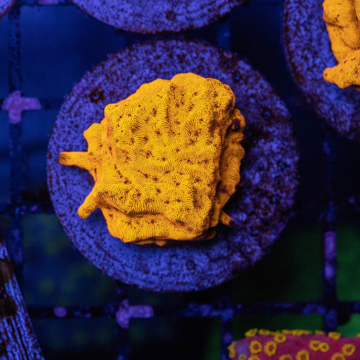 24k Gold Leptoseris