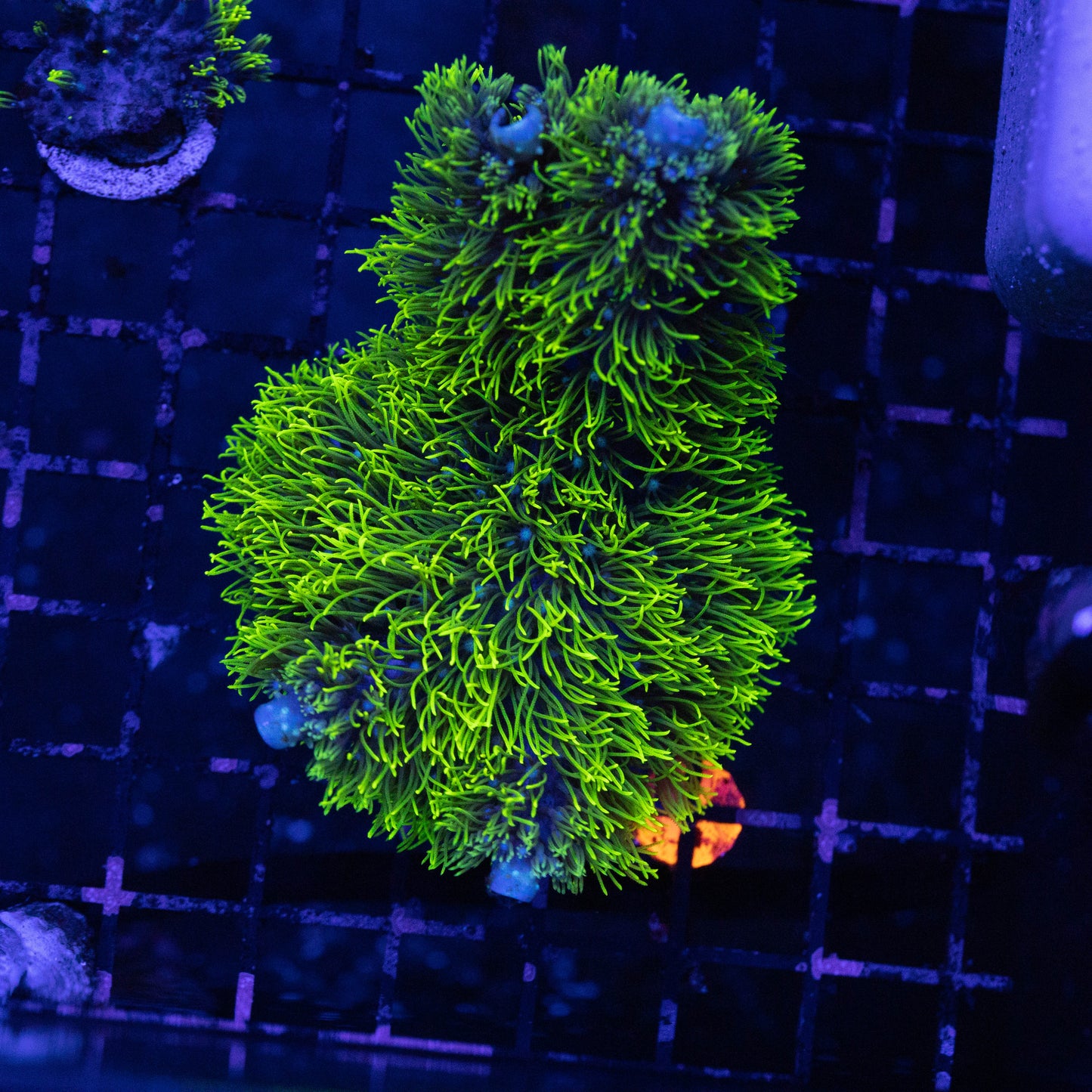 Branching GSP
