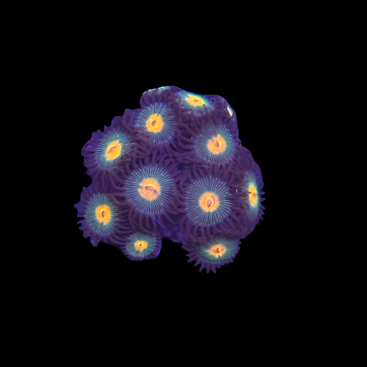 Gorilla Nipples Zoa