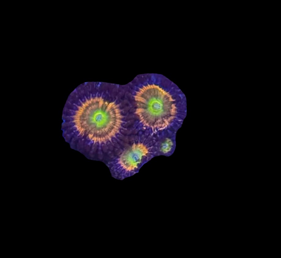 TSA Rainbow Spectrum Zoa