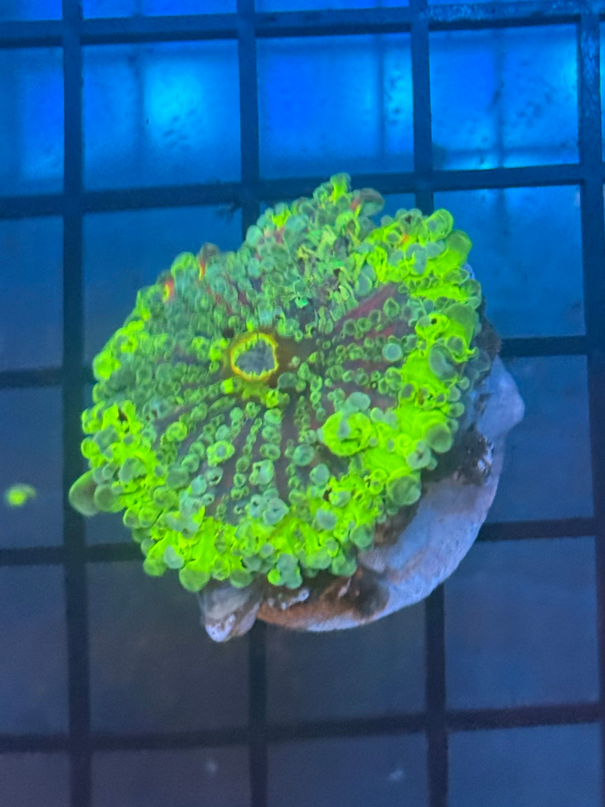 Extreme Green Bounce Mushroom Frag