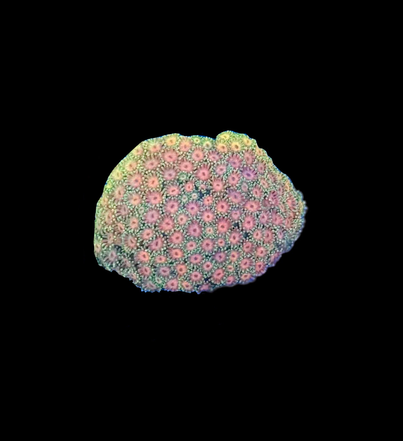 Rainbow Goniopora