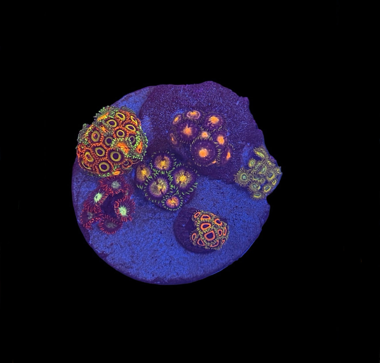 Zoa Mini Garden #2