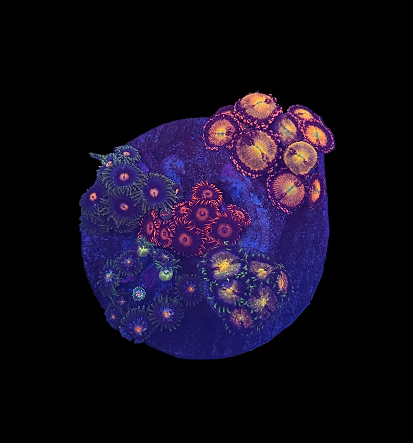 Zoa Mini Garden #3