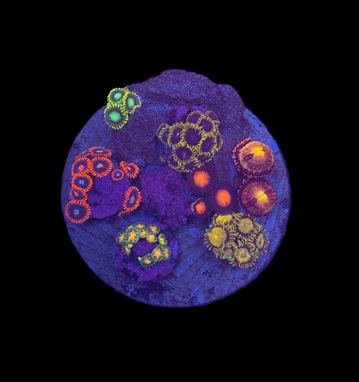 Zoa Mini Garden #4