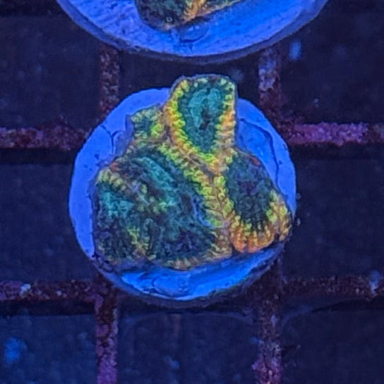 Yellow Submarine Favia - Frag