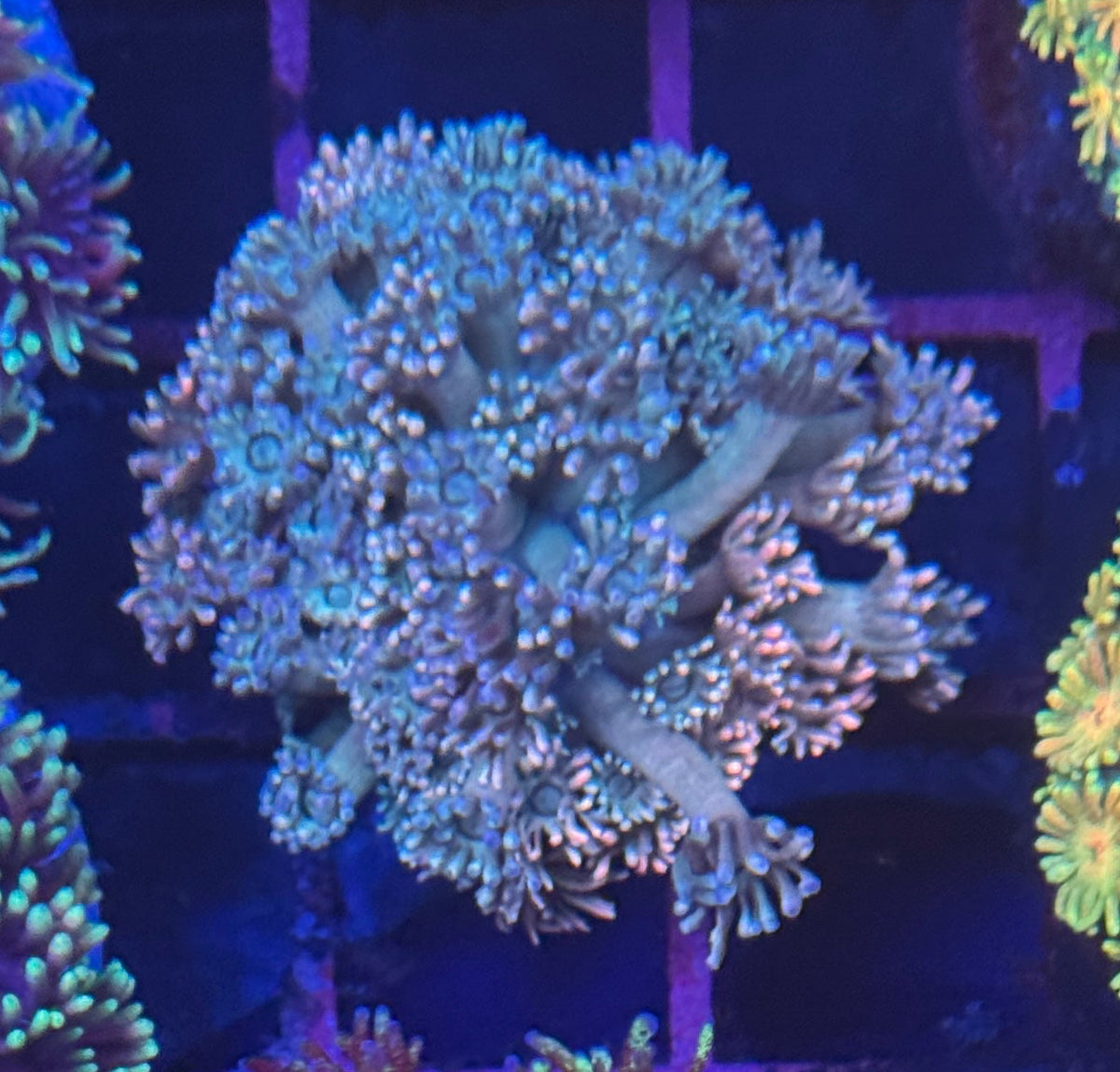 Multi Colour Goniopora (B)