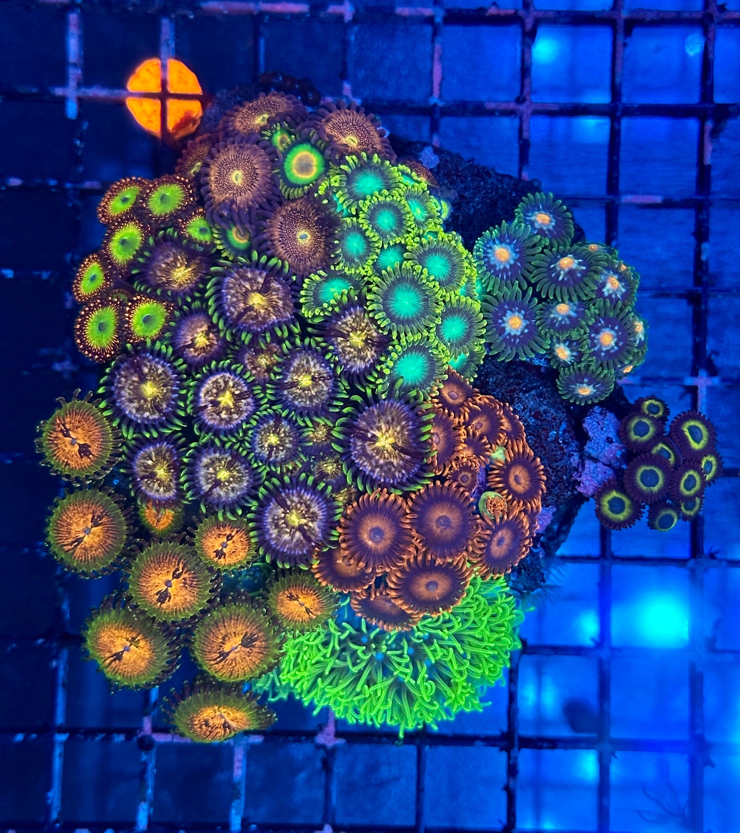 Zoa Garden #2