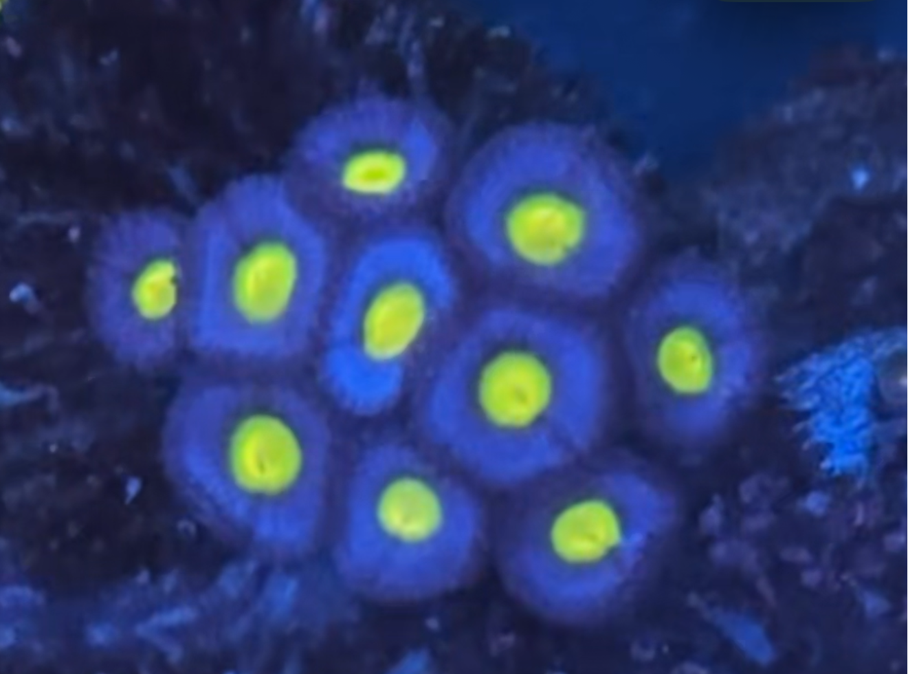 AOI Zoa