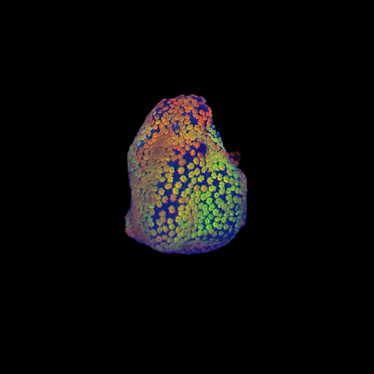Rainbow Montipora