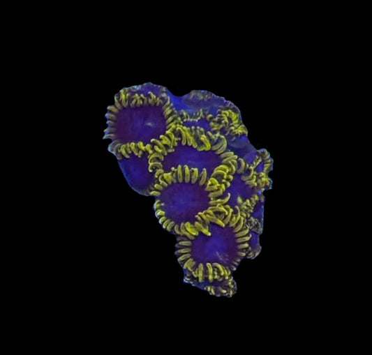 Blues Clues Zoanthid