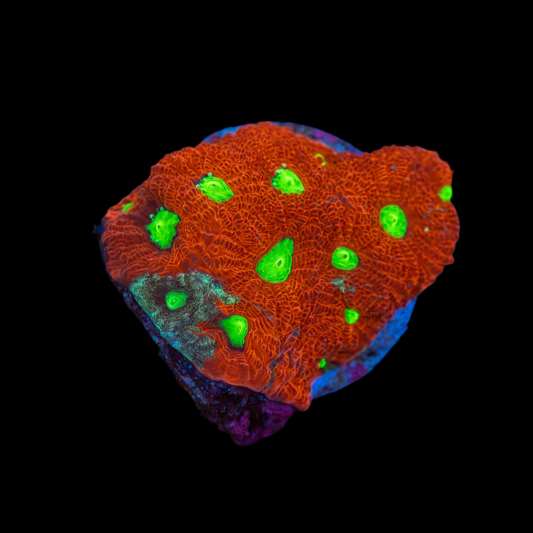 War coral